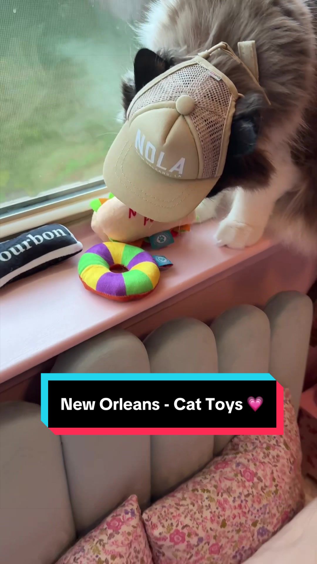 @Meredith Ragdoll Cat