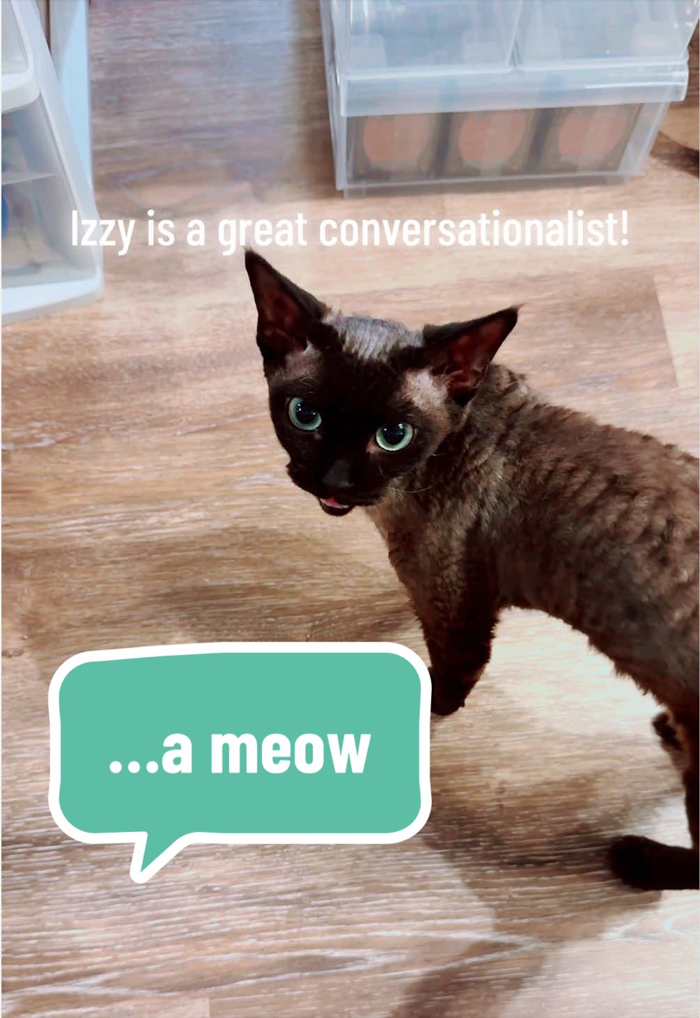 @Boba&rsquo;s Buds Minskin Cats