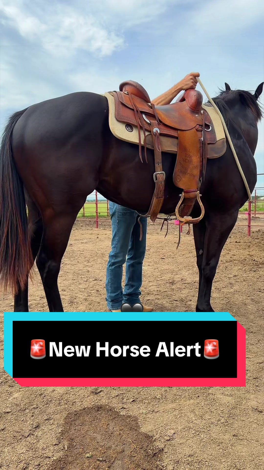 @WS Horses