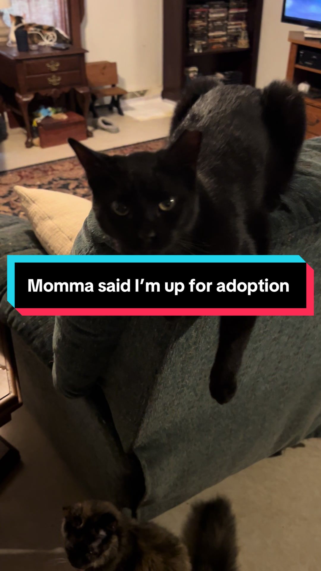 @catlover313official