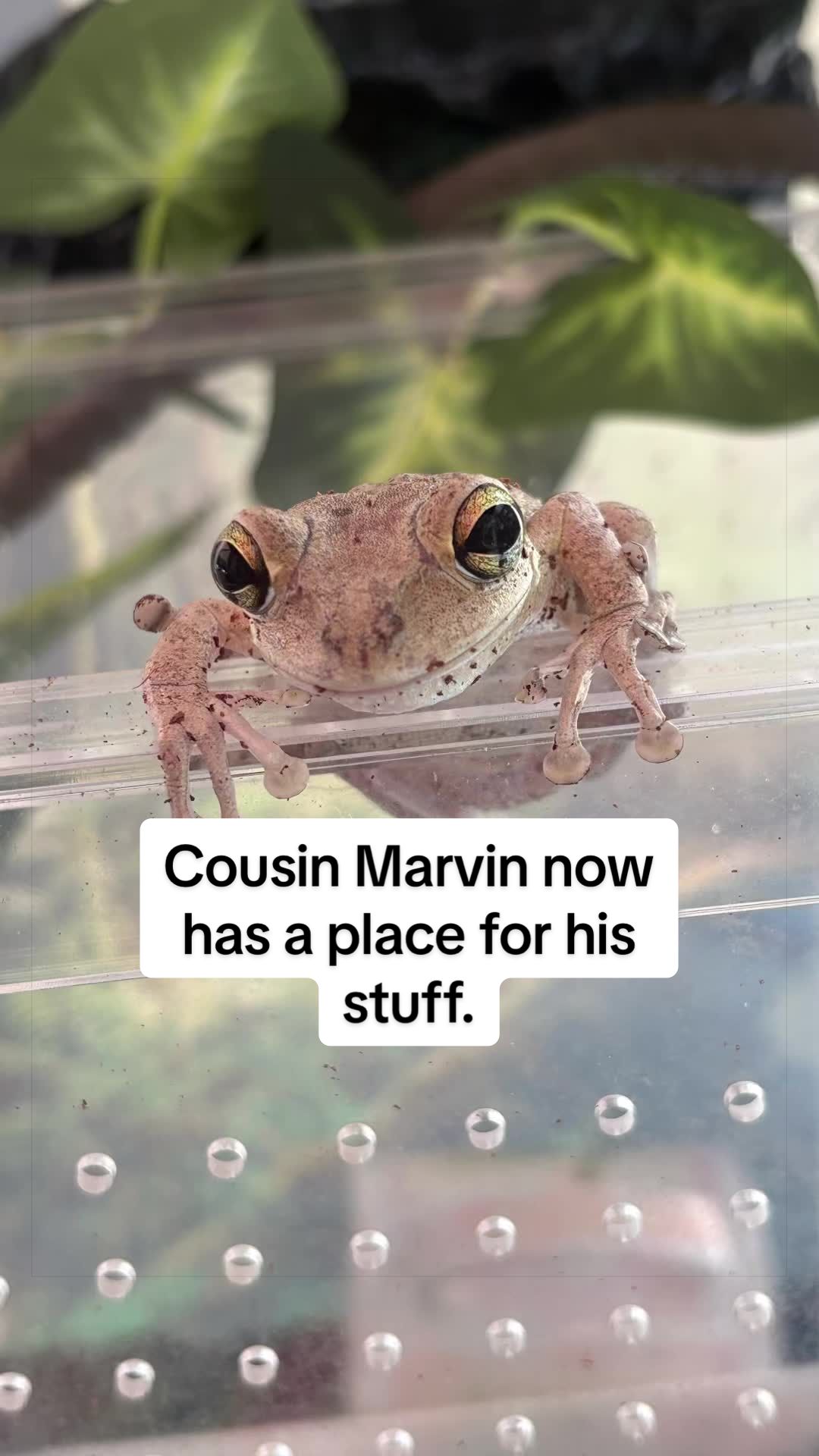 @originalSinkfrog