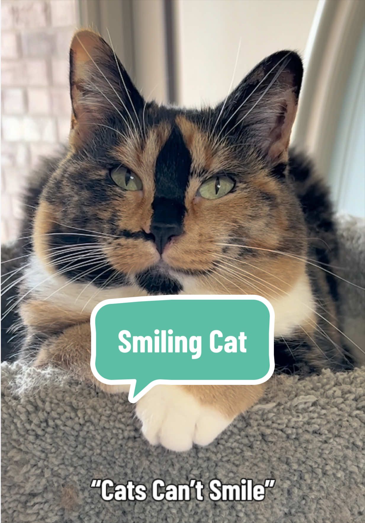 @SnickersTheSmilingCat