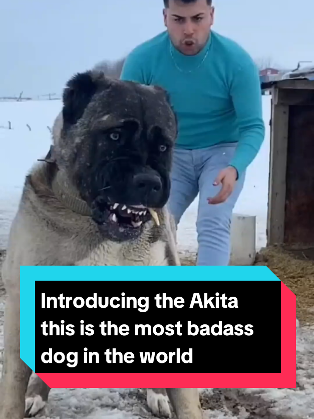 @The pet post