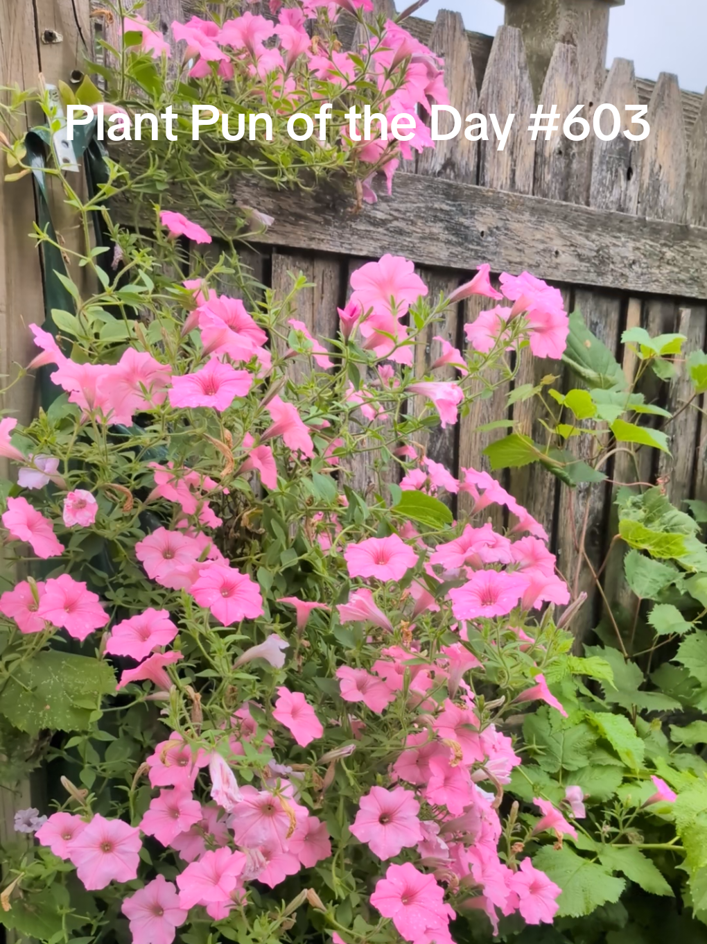 @The Plantiful Gardener