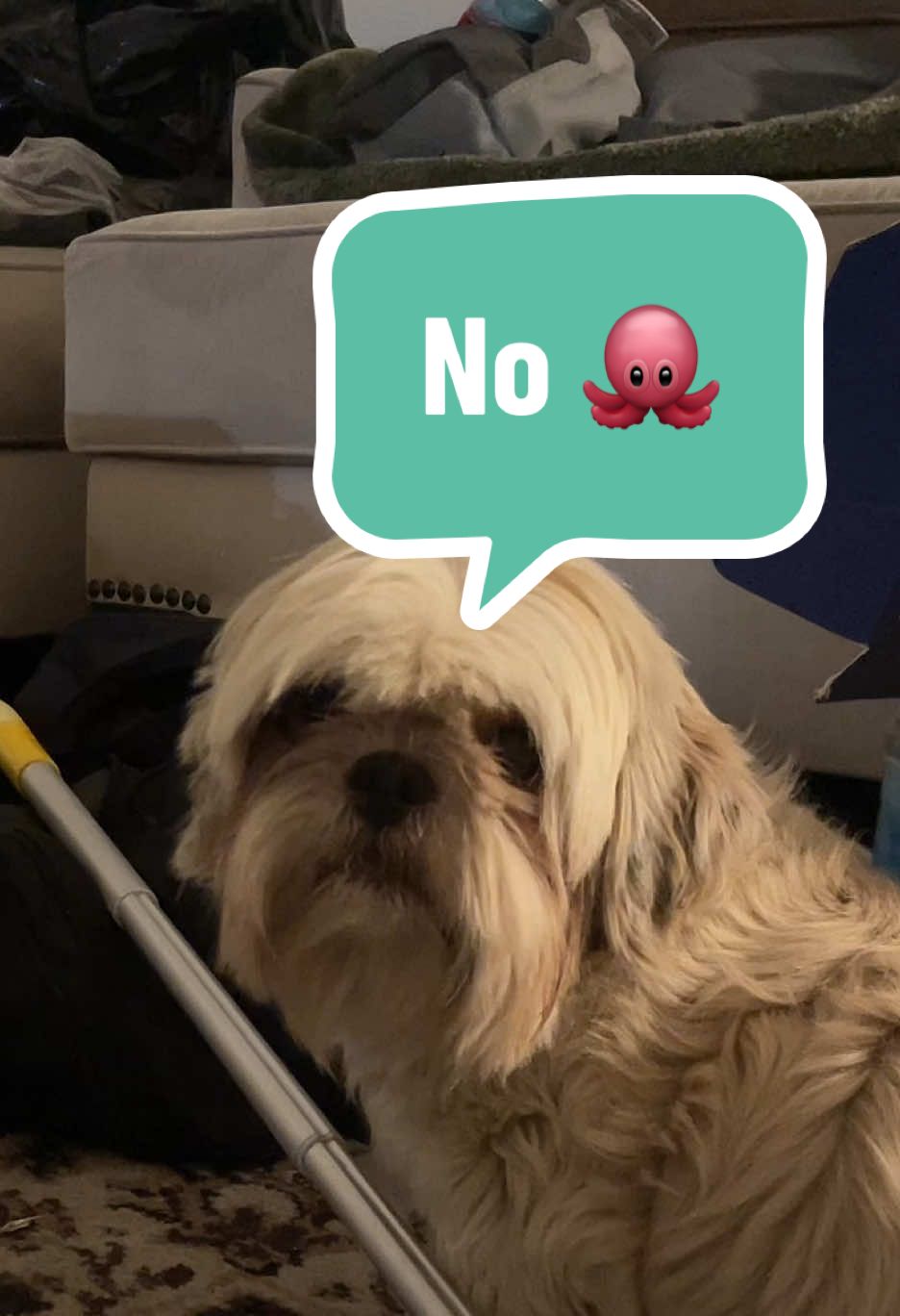 @2many.mutts
