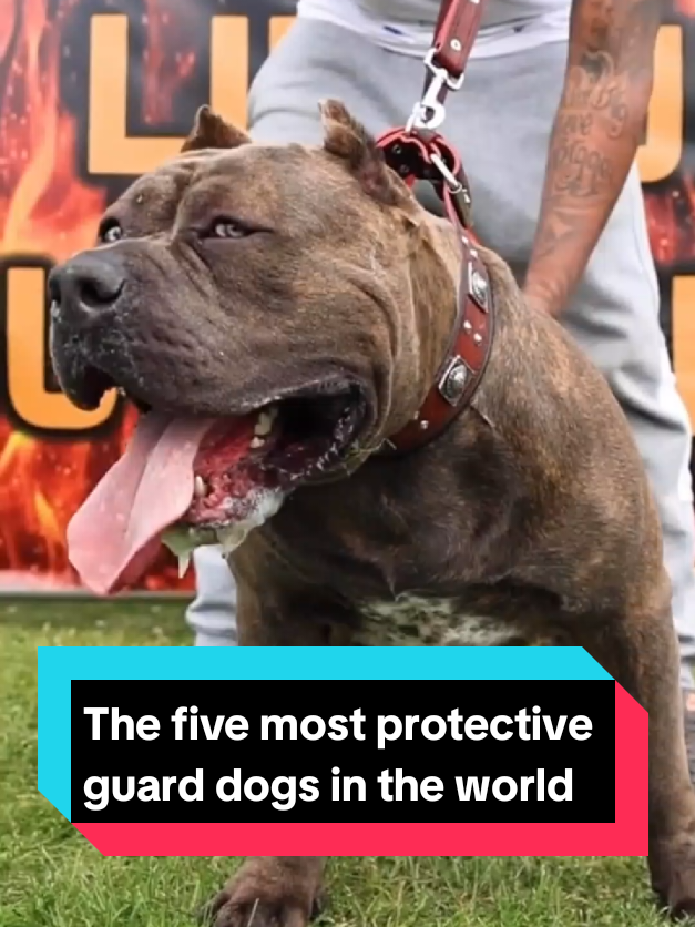 @The pet post