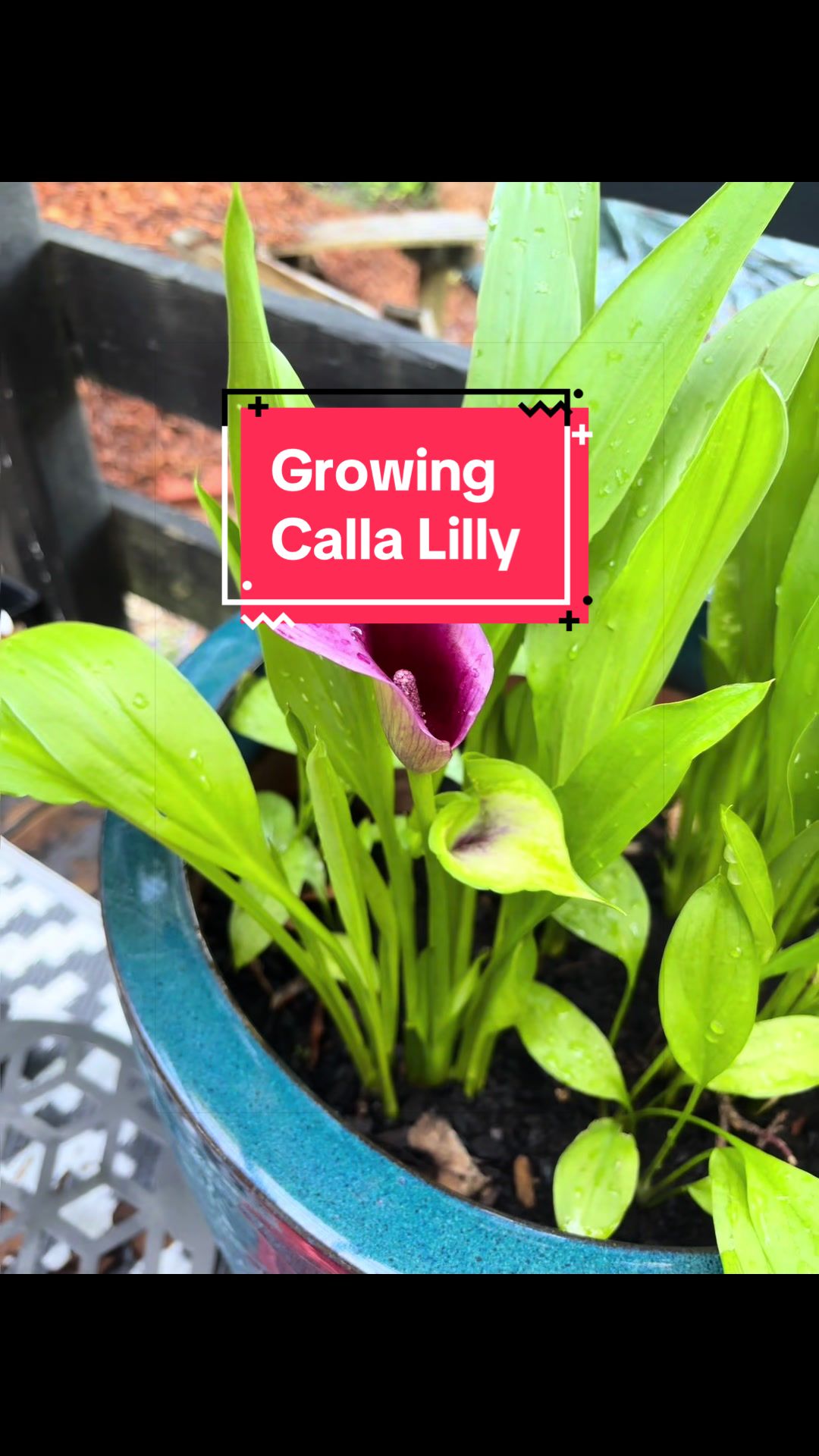 @greengirlgardens