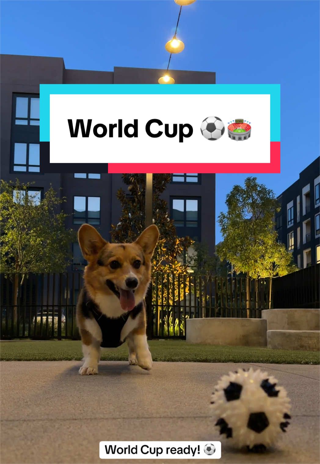 @hasbithecorgi