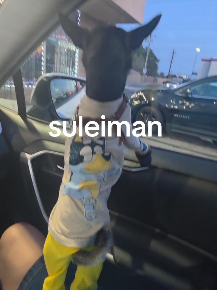 @suleiman 🐕