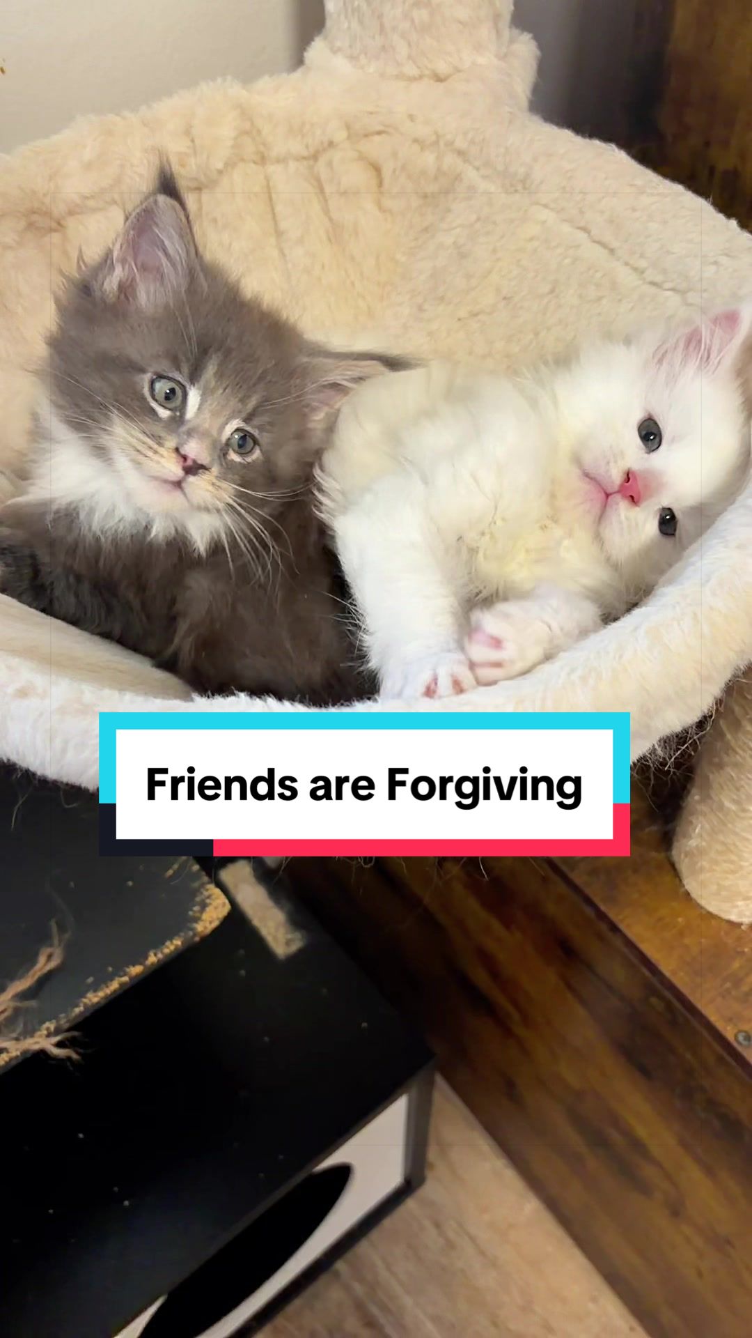 @Sassy Koonz Luxury MaineCoons