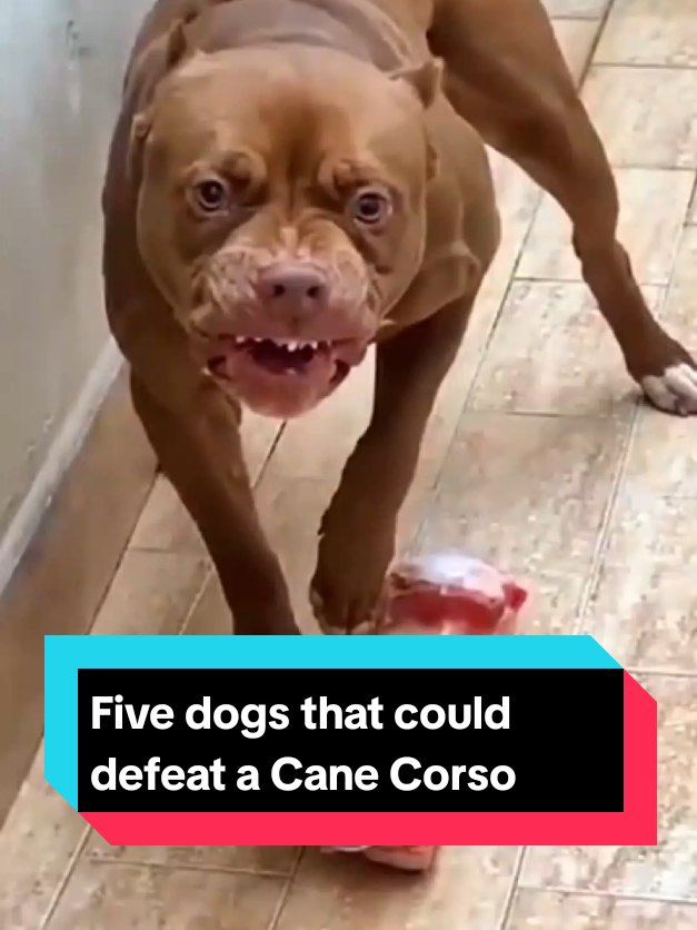 @The pet post
