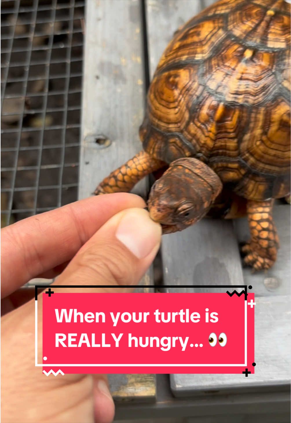 @Eastern Box Turtle