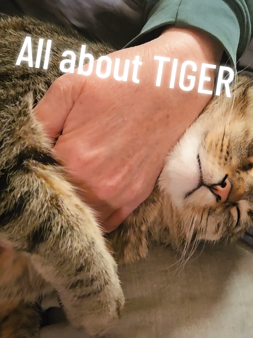 @tiny_tnr_tigers