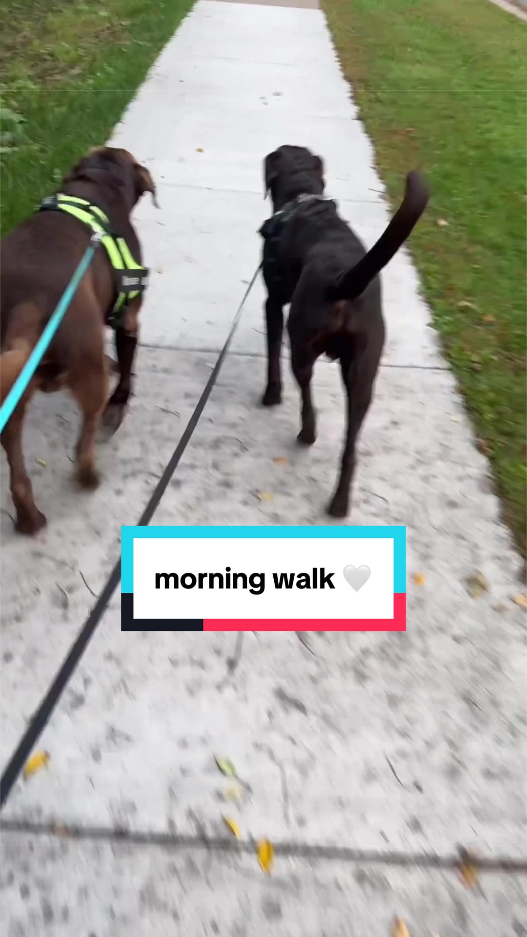 @Mel & Moose 🤎🐾