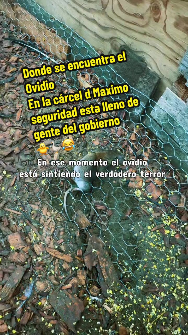 @ElChamakon720