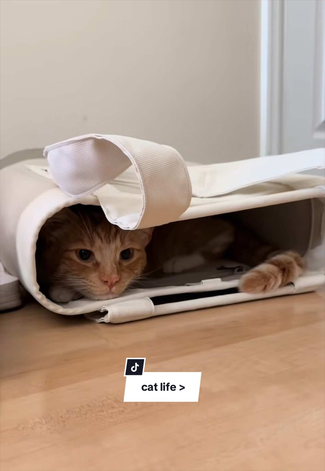 @furtastic4cats