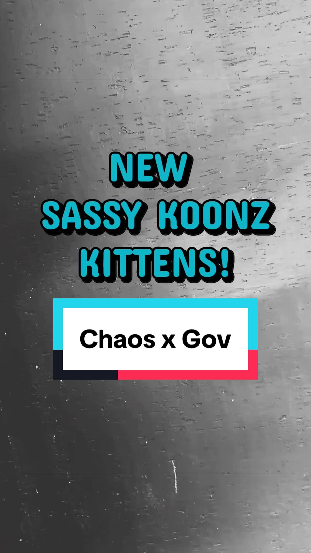 @Sassy Koonz Luxury MaineCoons
