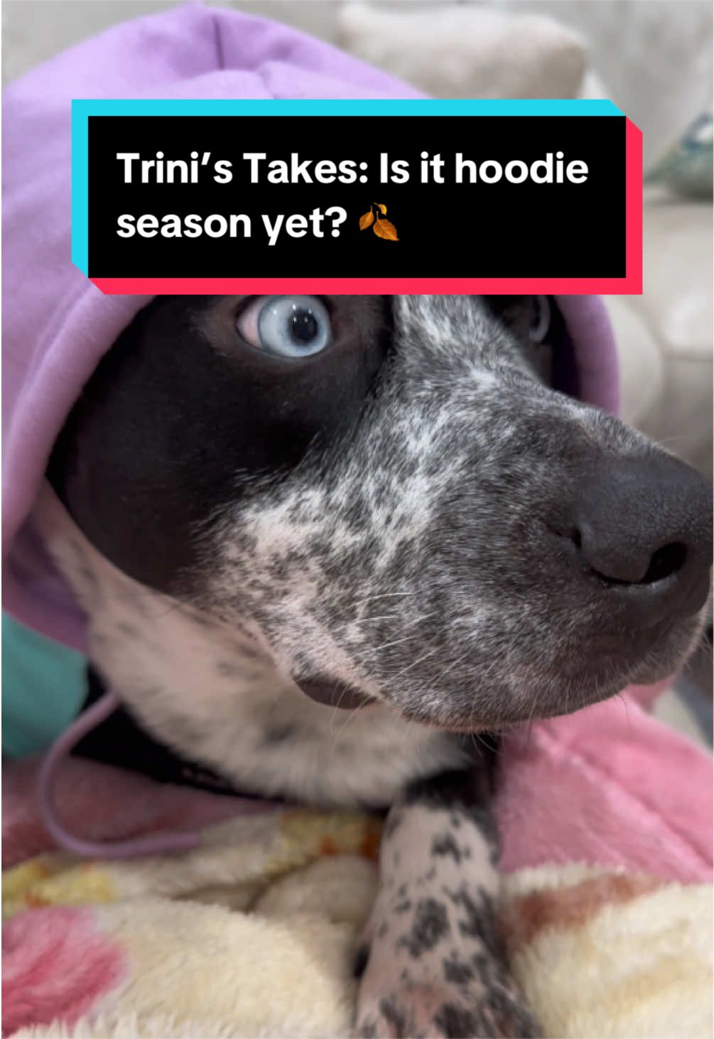 @Trinity 🐶🐾 | Dog Mom Finds