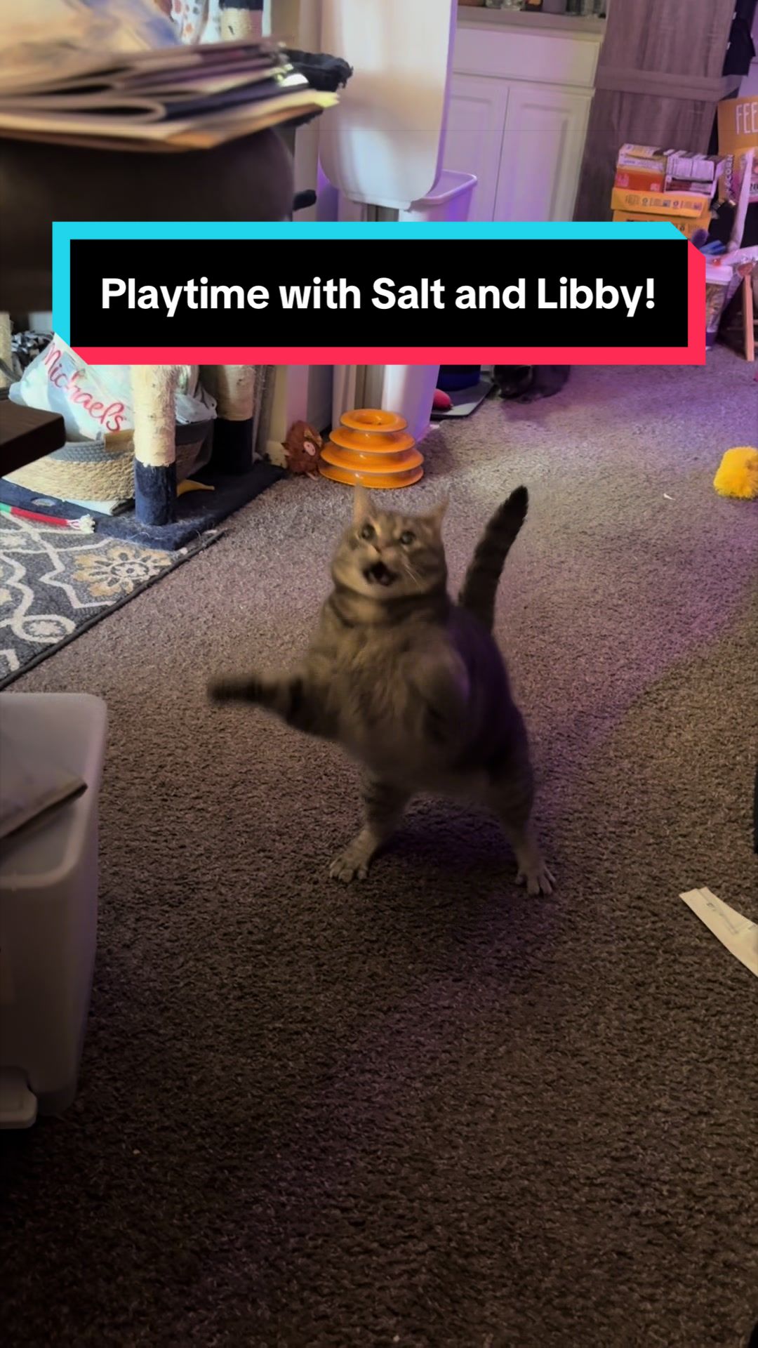 @my2blindcats
