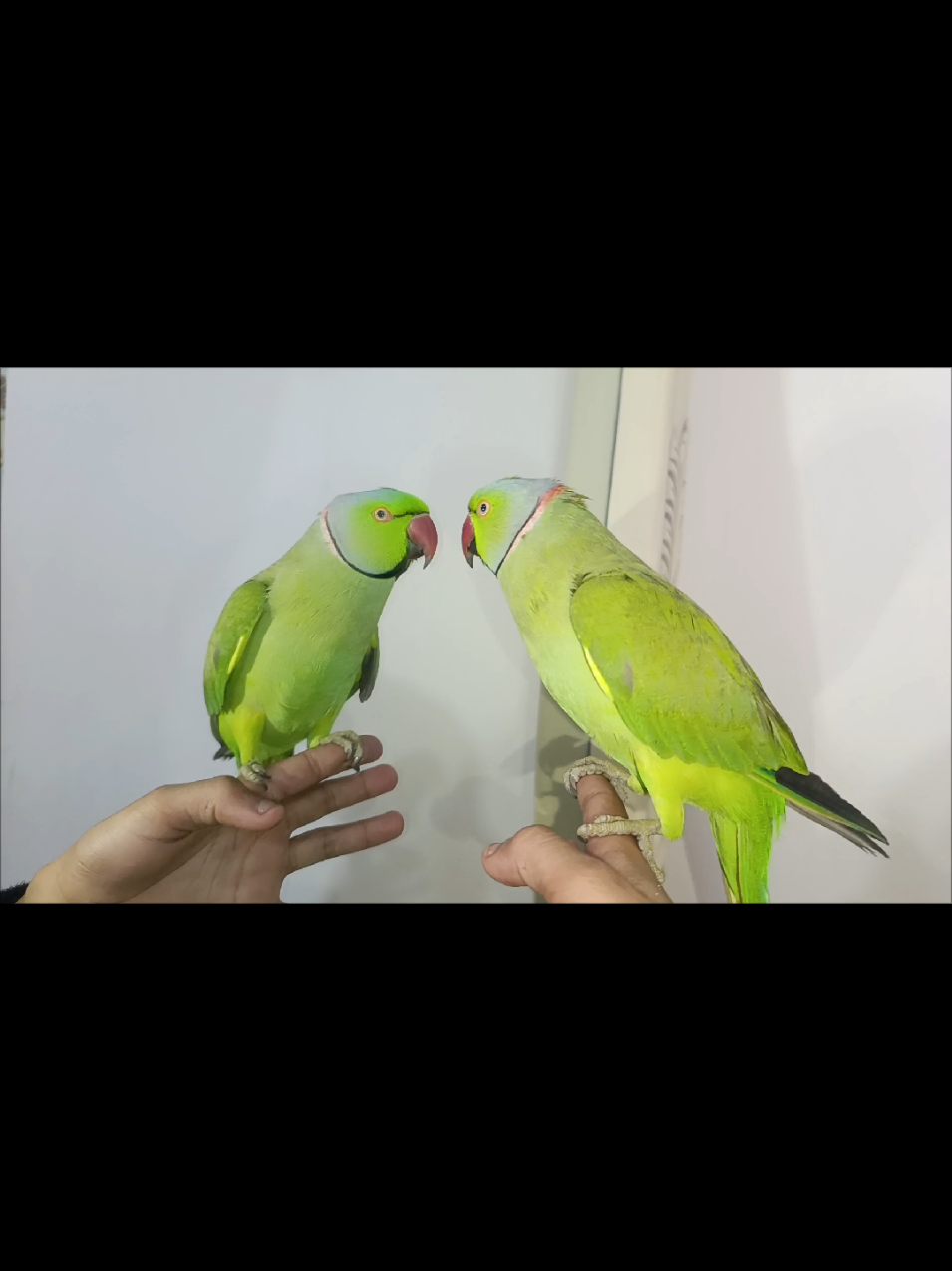 @Mehtab's Pet