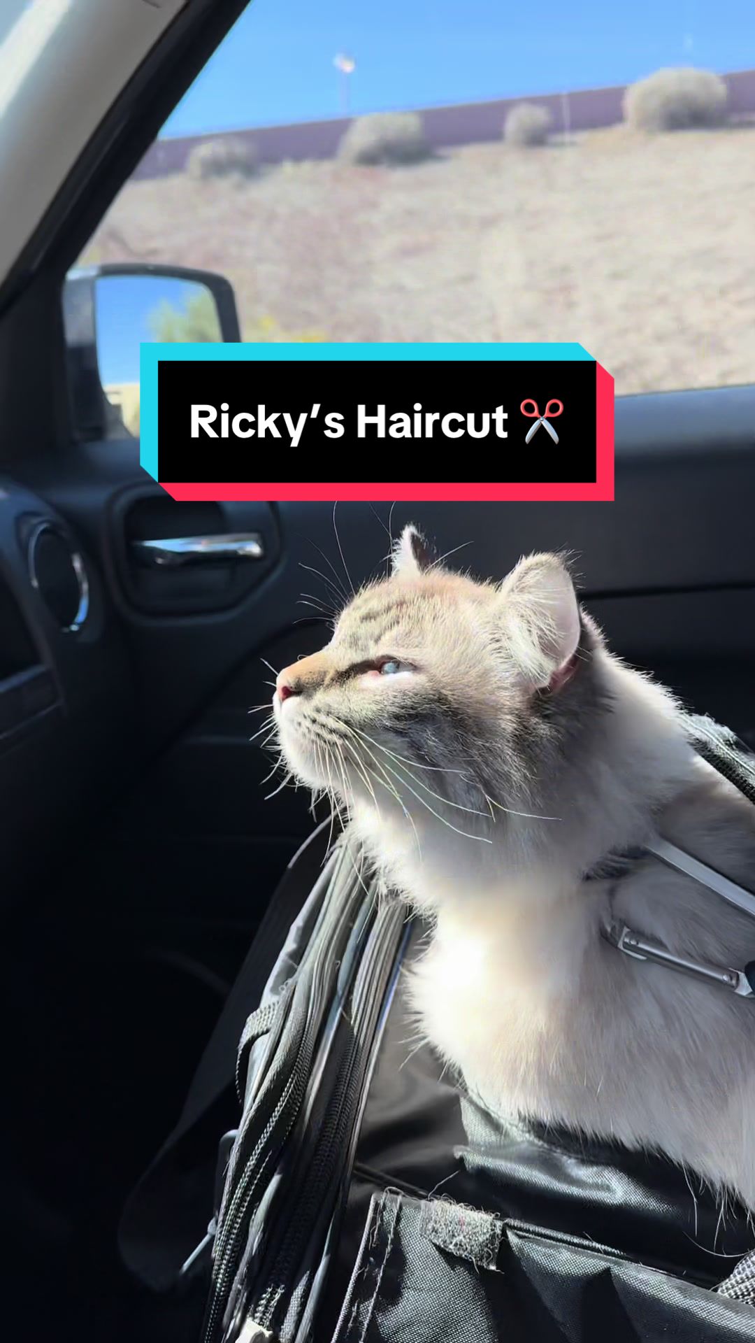 @Ricky and Lucy 🐈⬛