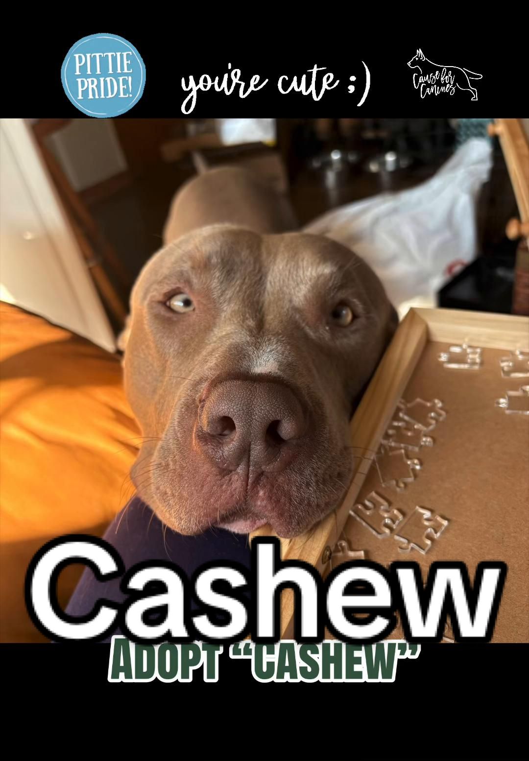 @causeforcaninesrescue