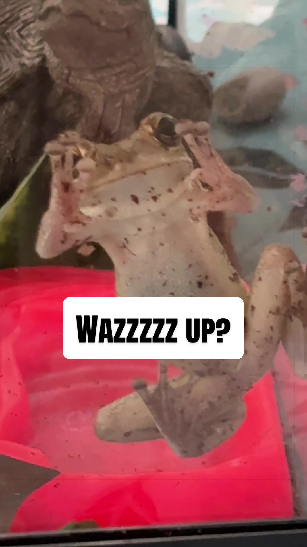 @originalSinkfrog