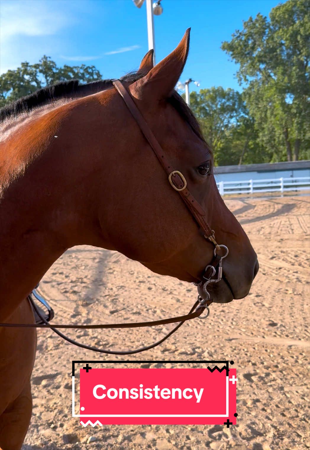 @yourhorseandponyleader