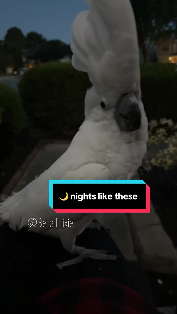 @bella_trixie_official