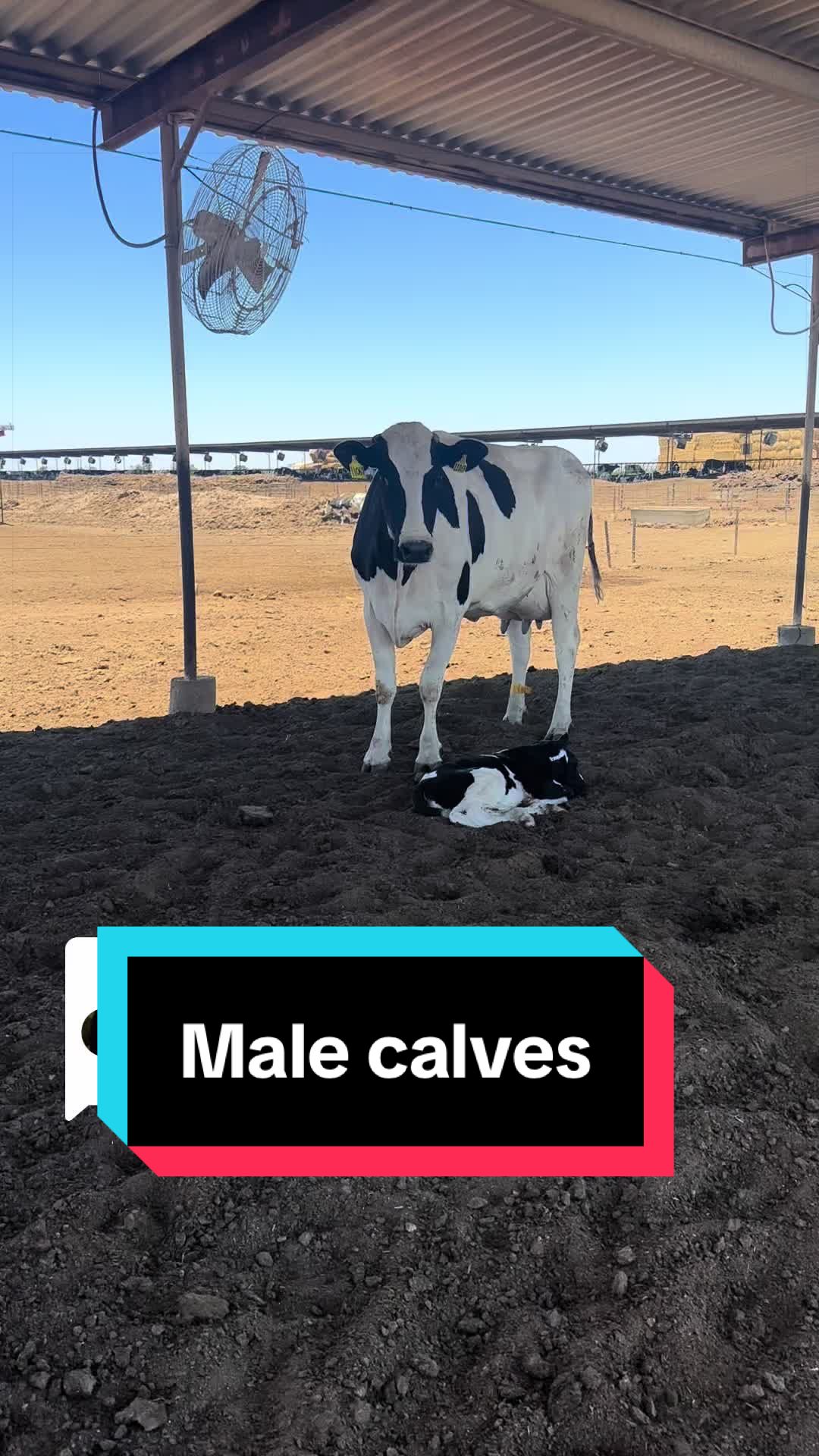 @Dairy Vet Dr. Michelle