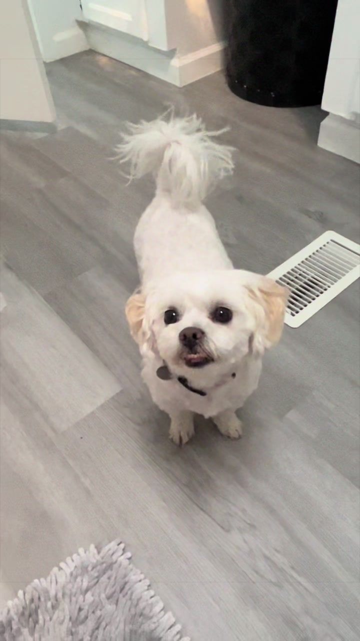 @AZUL🐶🥰