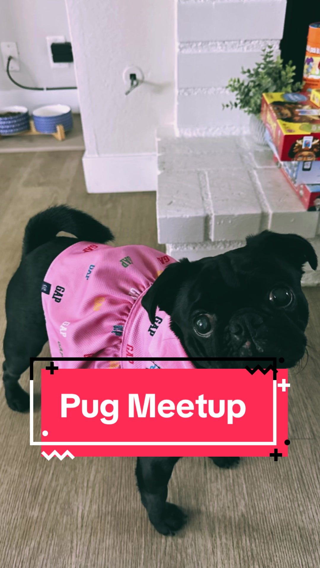 @Hershey The Pug