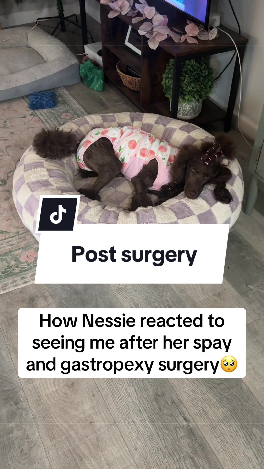 @Maddie, Jovie & Nessie🤍🤎🐩