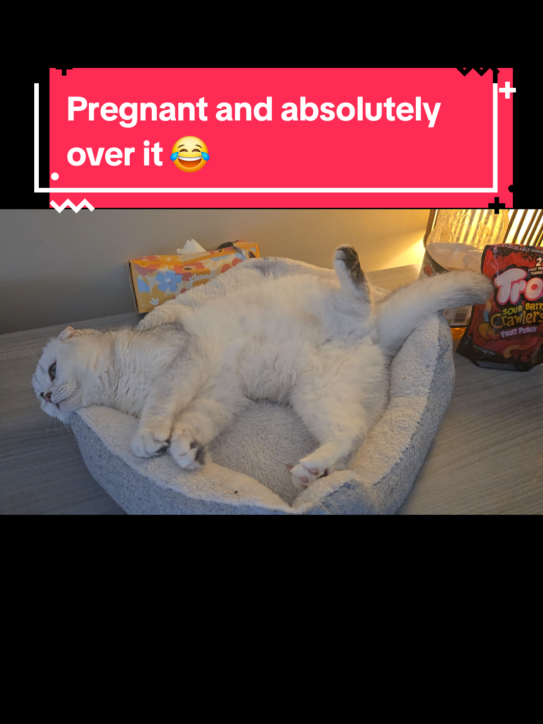 @Brittany's Beauties Kittens