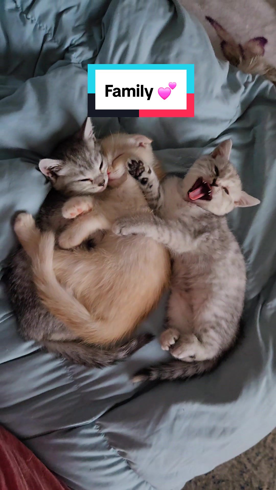 @Brittany Beauties Kittens