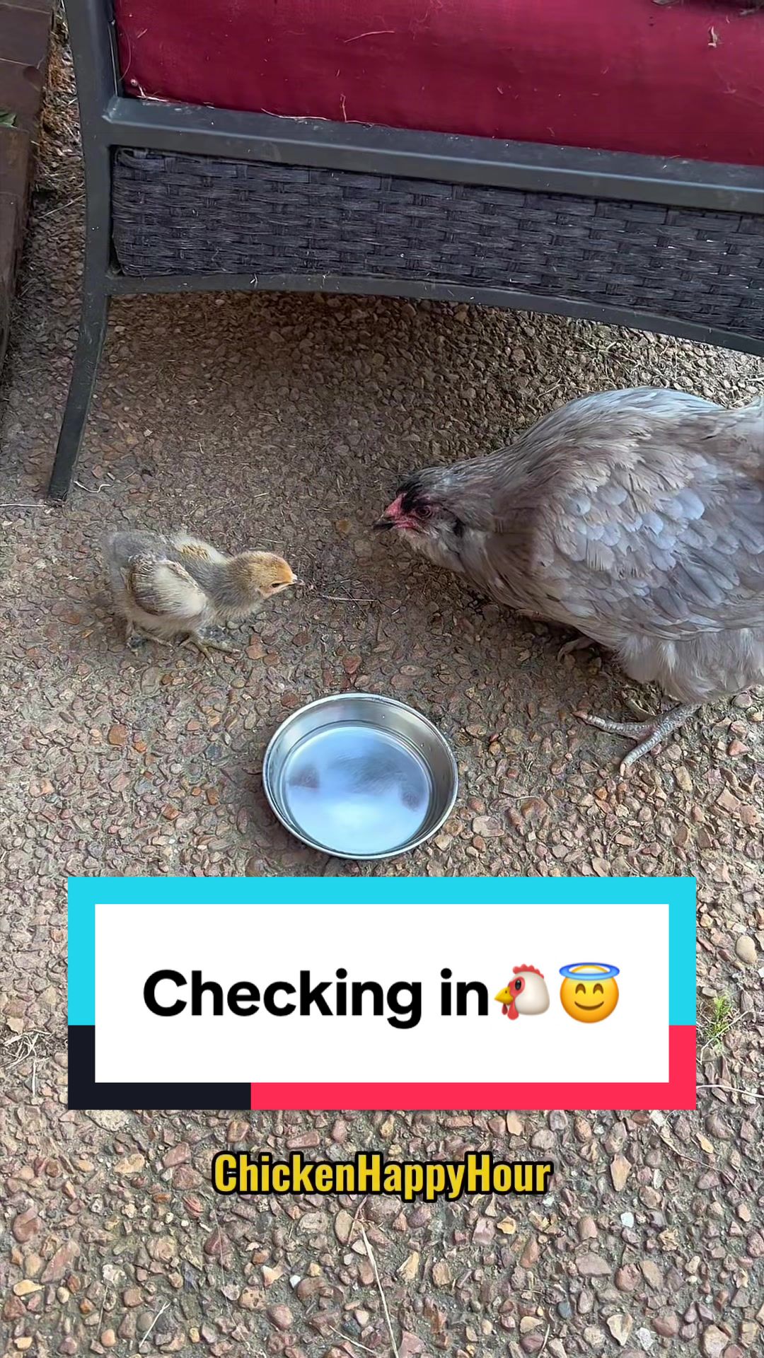 @Chicken Happy Hour