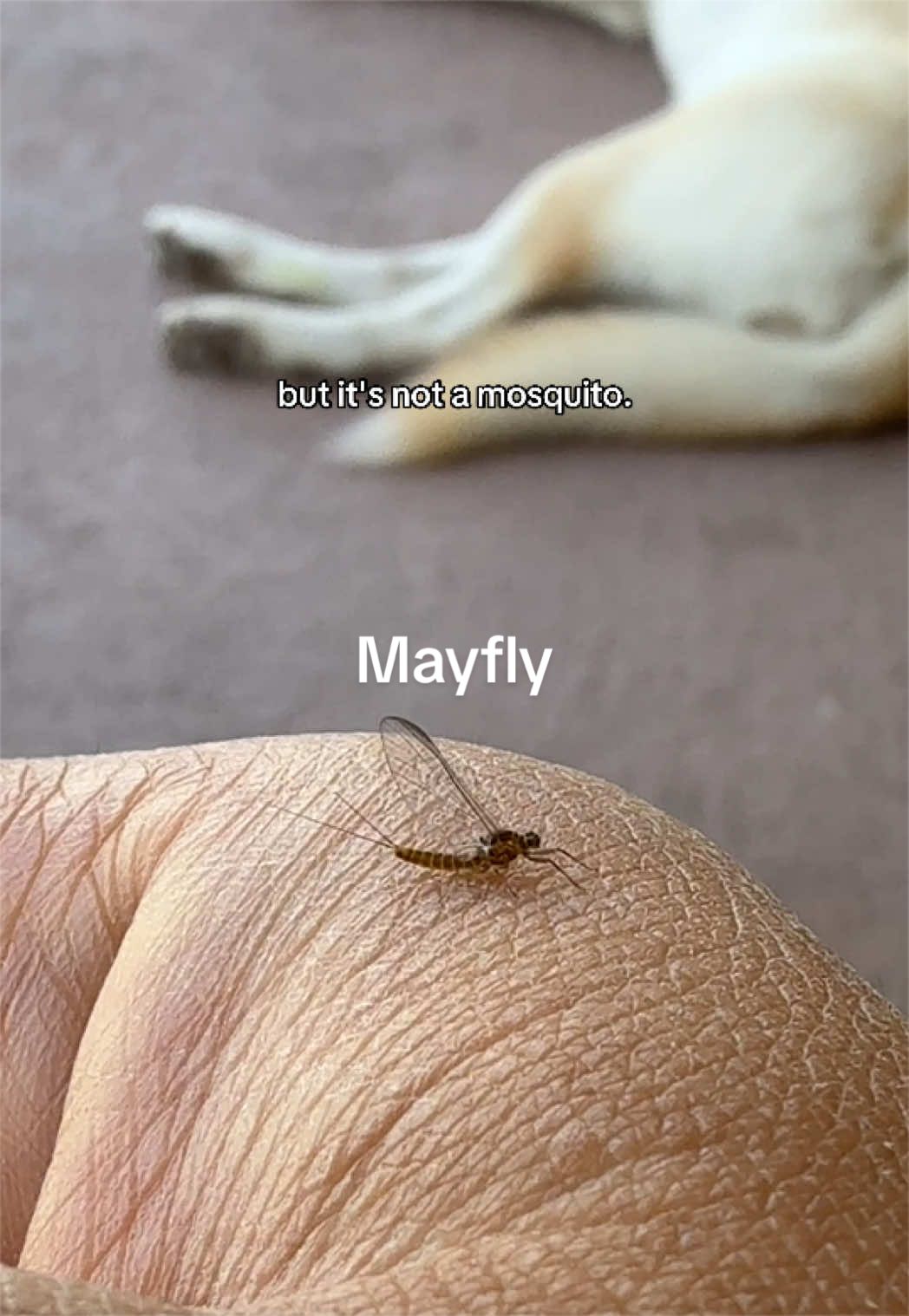 @natehyung
