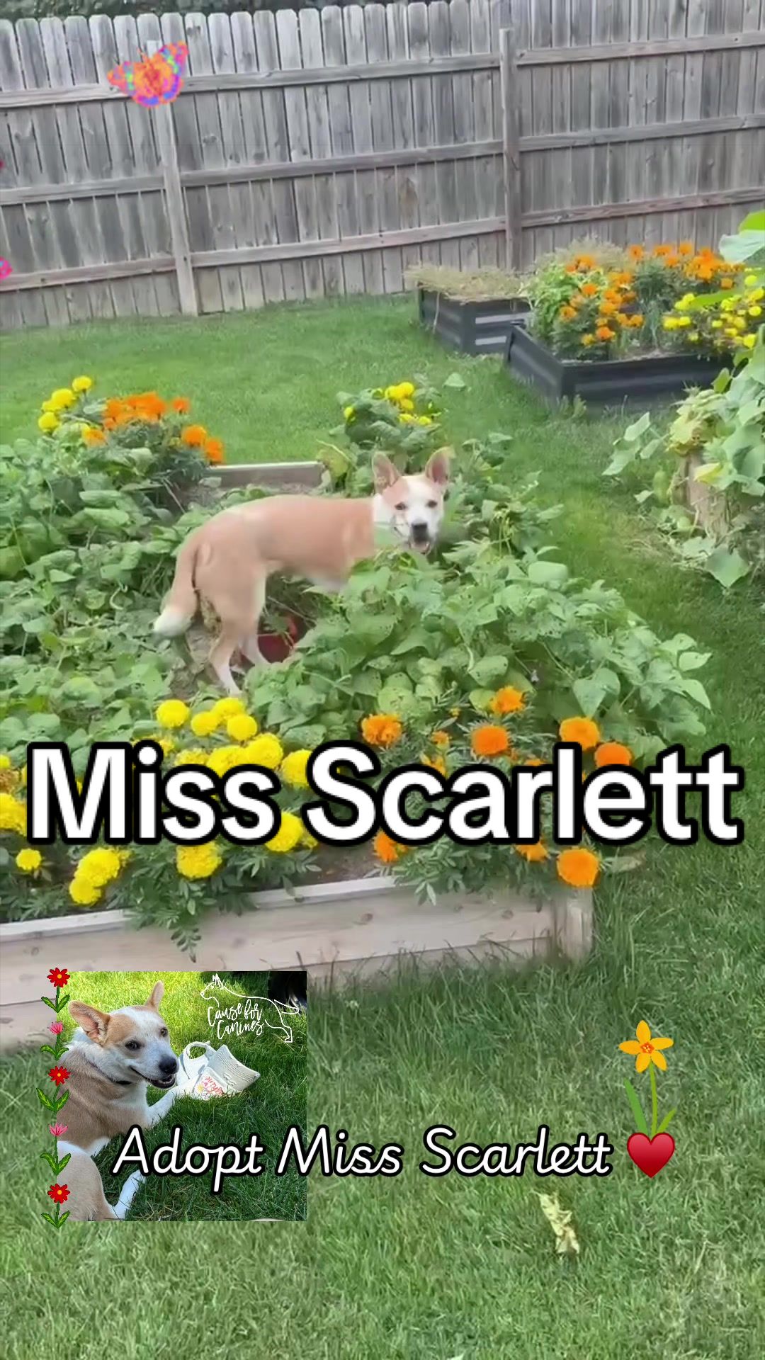 @causeforcaninesrescue