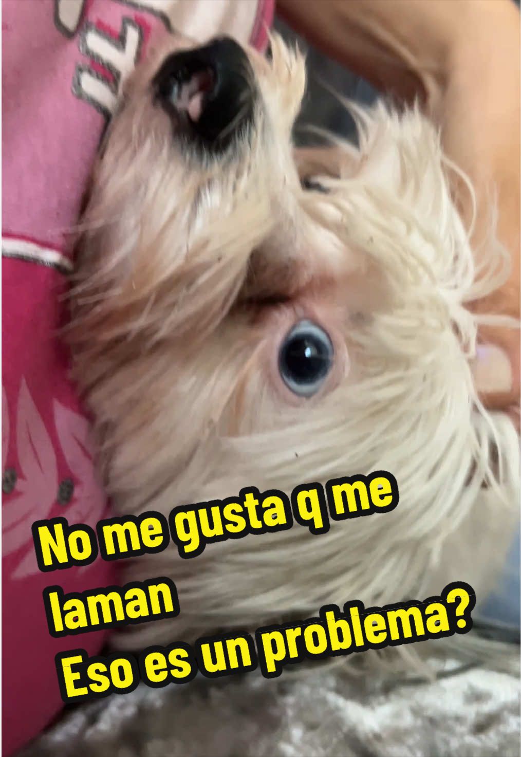 @FrenchBuldog