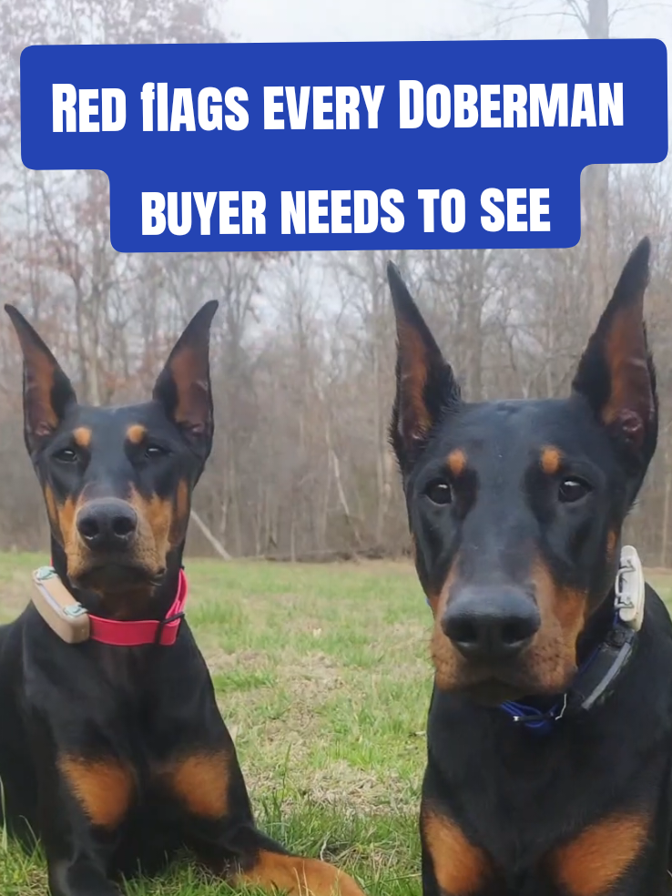 @Dobergoats Cash & Kaia