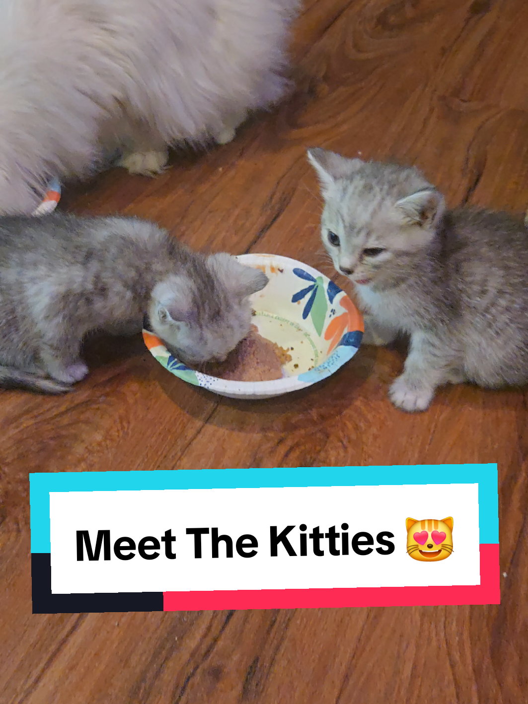 @Brittany Beauties Kittens