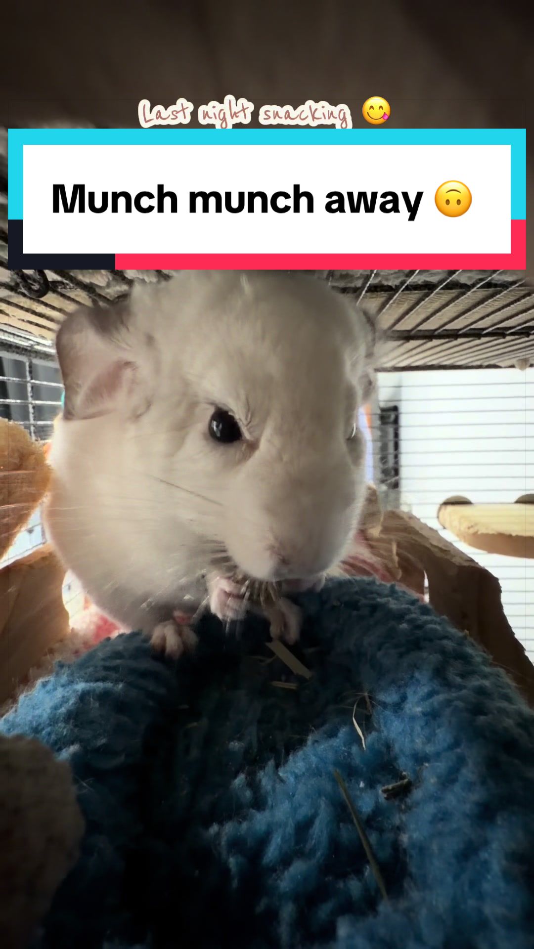@bunsandhustles