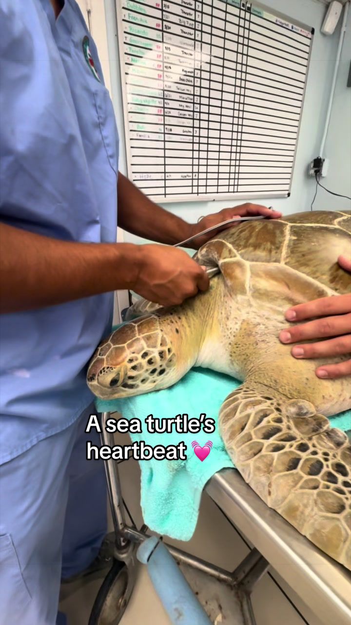 @The Turtle Hospital