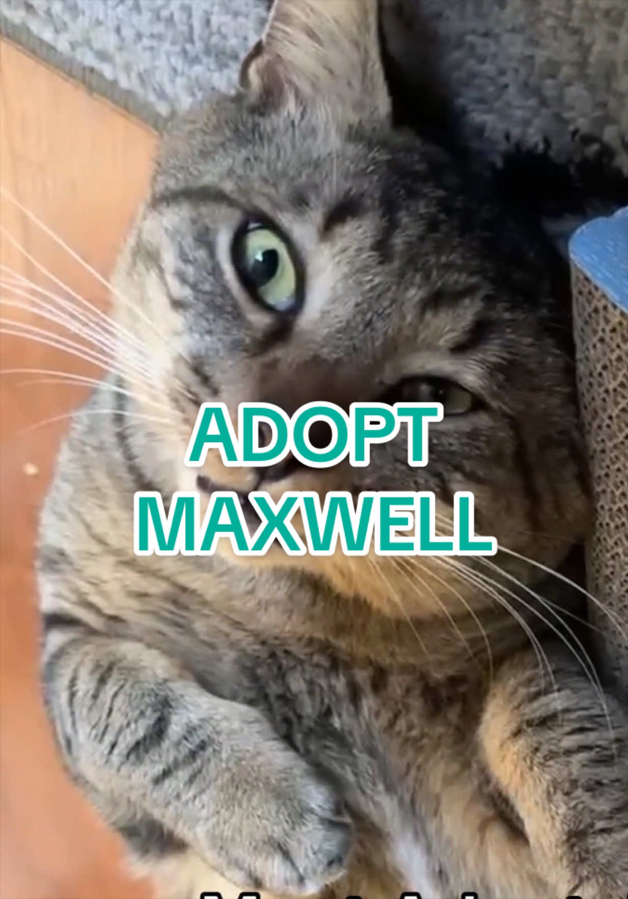 @Adopt a Pet