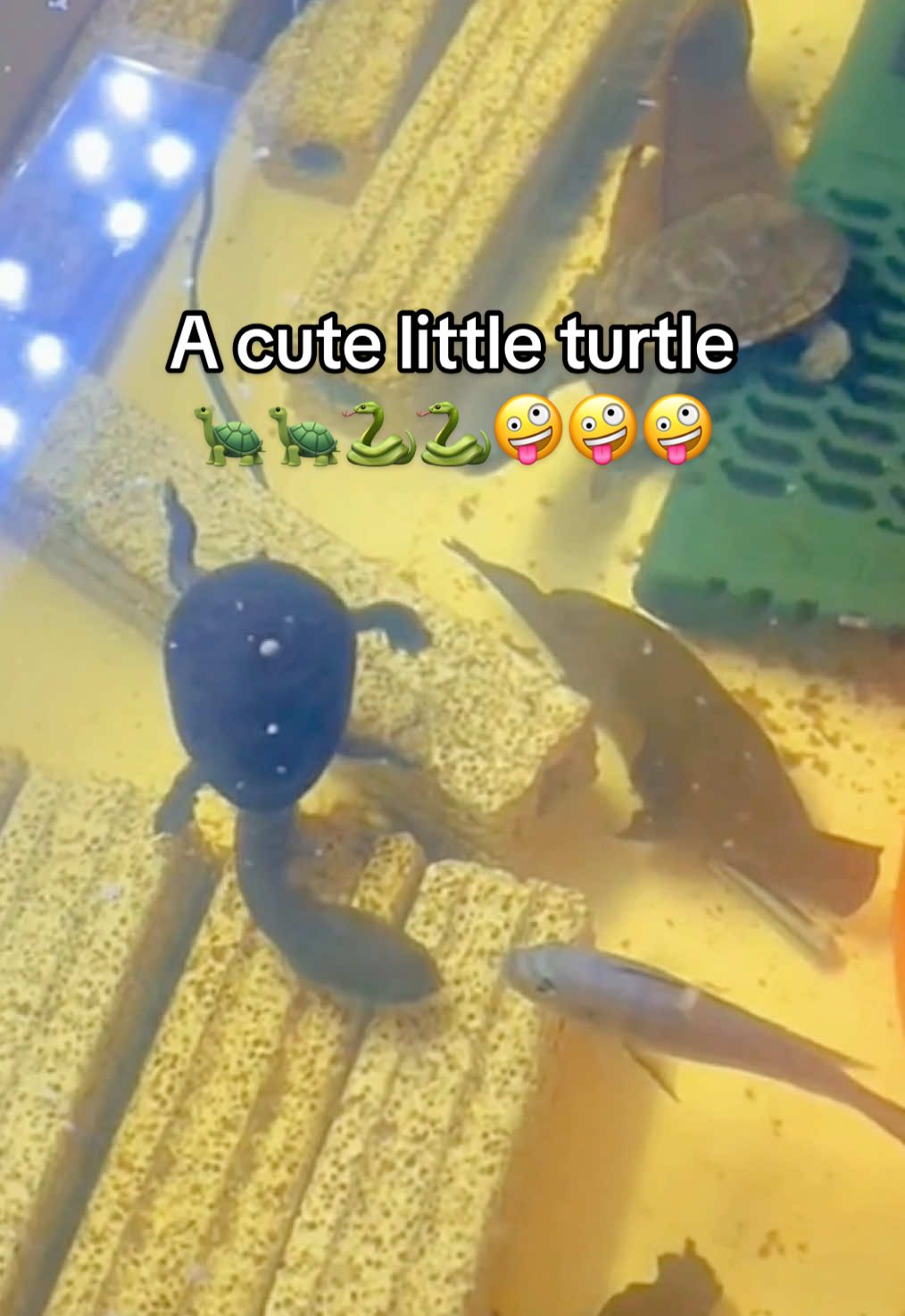 @Mr. Turtle