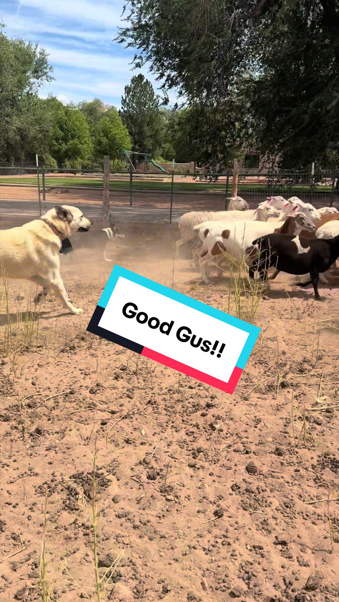 @cowboymax