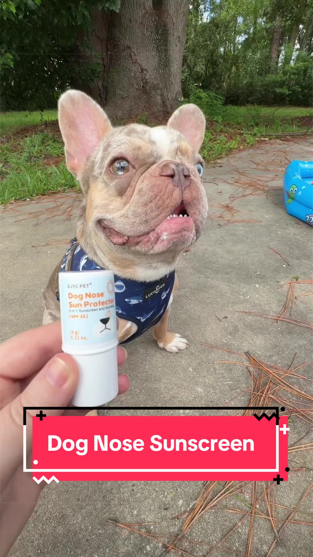 @Two Frenchies and a Staff