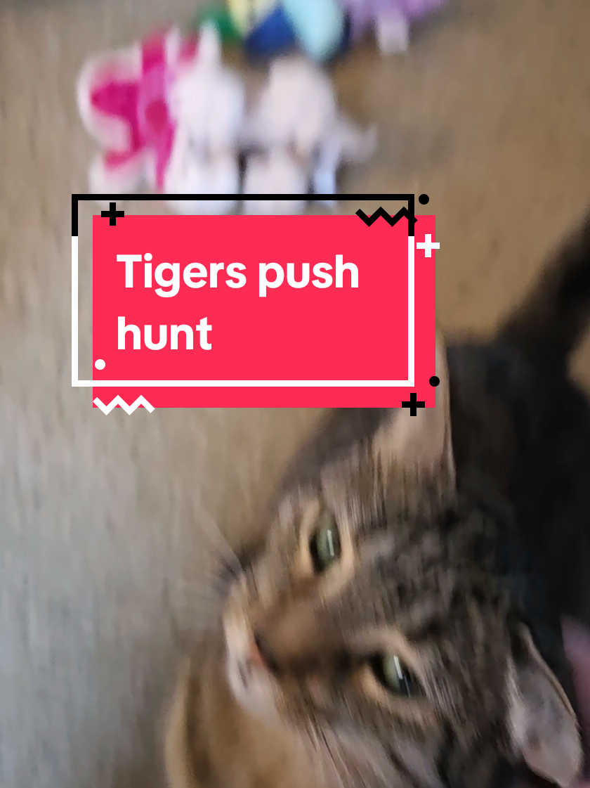 @tiny_tnr_tigers