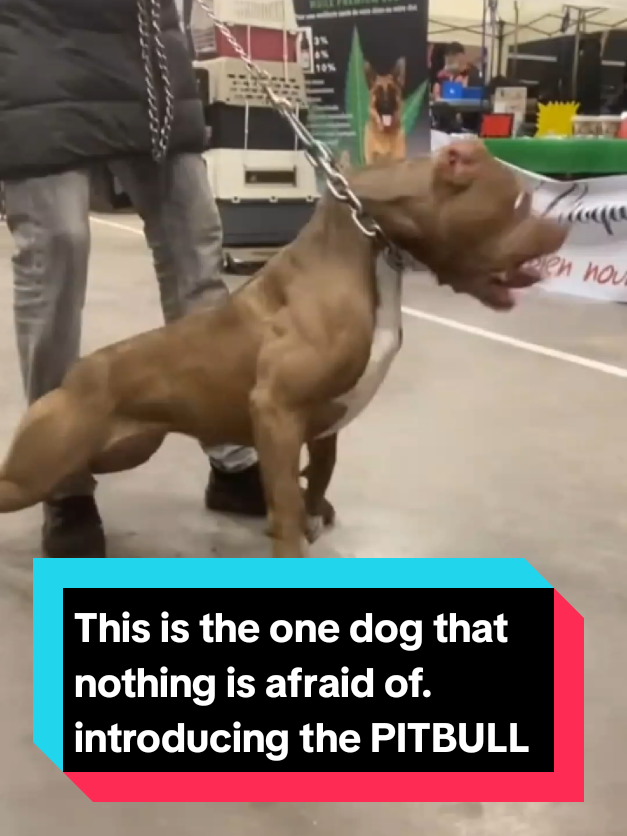 @The pet post