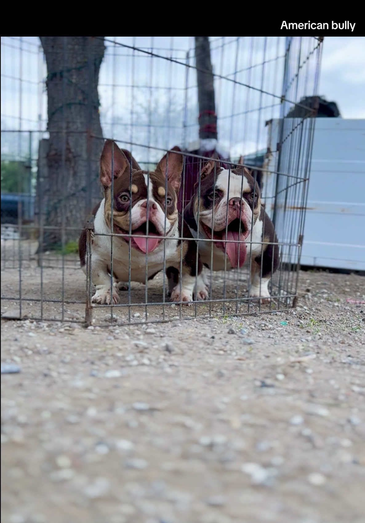 @🌴Tri Valley Bullys🌴